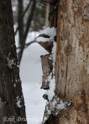 Peeling birch