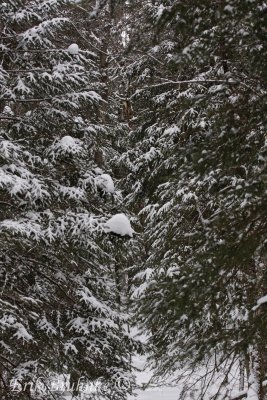 Snowy Evergreens