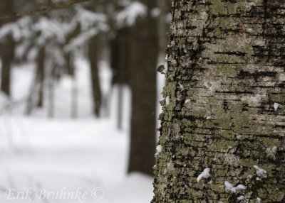 Snow Tree