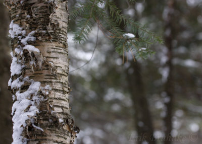 Yellow Birch