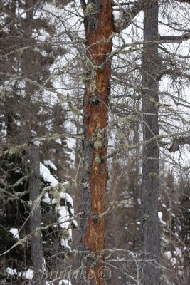 Feeding spot of the Black-backed Woodpecker