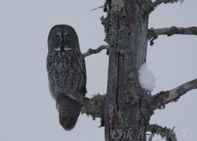 Great Gray Owl