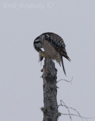Northern Hawk Owl, eating a well-earned meal!