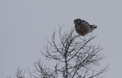 Northern Hawk Owl... sometimes keeping balance can be tricky when it's windy