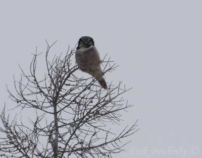 Northern Hawk Owl