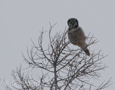 Northern Hawk Owl, triangulating