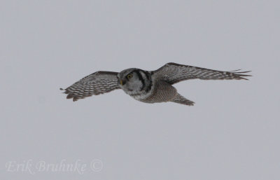 Northern Hawk Owl