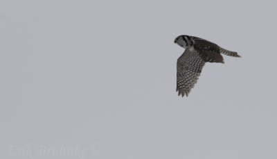 Northern Hawk Owl