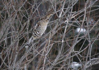 Ruffed Grouse... acting like an American Bittern :)