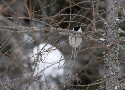 Black-capped Chickadee hanging on!