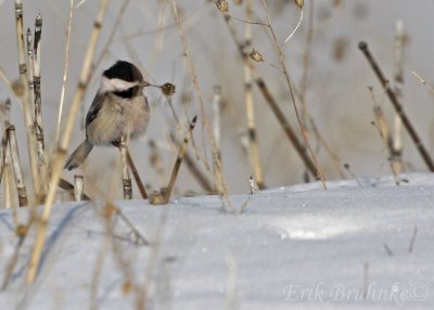 Black-capped Chickadee, about to eat!