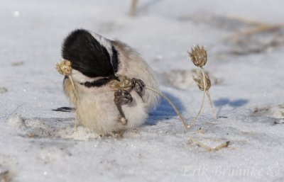 Black-capped Chickadee. What do we have here? :-)