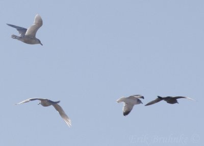 Two Glaucous Gulls (left-most birds), with Herring Gulls (right)