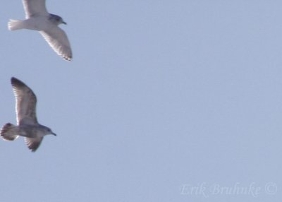Likely Thayers Gull