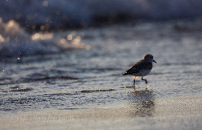 Sanderling running along the beach