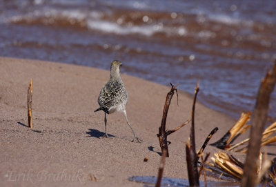 American Golden Plover... can't touch this!