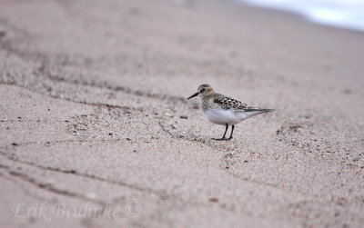 Baird's Sandpiper