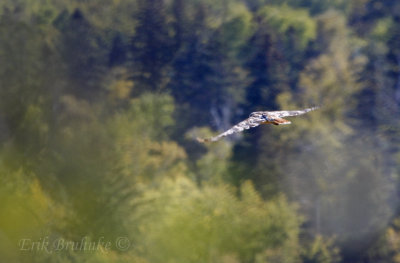 Adult Red-tailed Hawk (likely Harlan's), flying away after the release