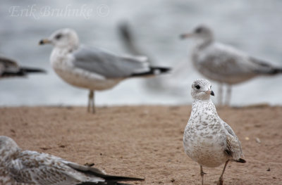 Oh look, a fine assortment of Ring-billed Gulls here