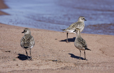 American Golden Plover (bottom right) with two Black-bellied Plovers