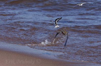 American Golden Plover with a Sanderling. Note the plover's mottled rump.