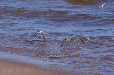 American Golden Plover with a Sanderling