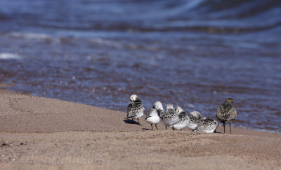 American Golden Plover with the Sanderling buddies