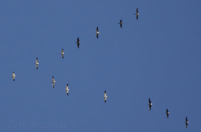 Snow Geese, with Cackling Geese