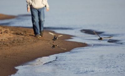 American Golden Plovers in flight