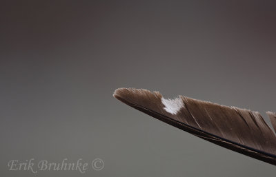 Gull Feather