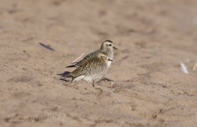 American Golden Plover (behind) and interesting plover (front)