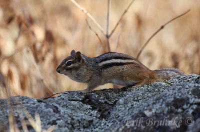 Pudgy chipmunk, stocking up on food