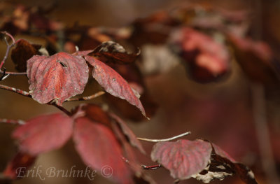 Autumn dogwood leaves