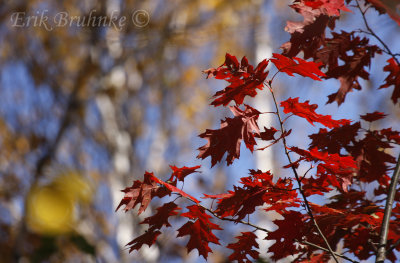 Bright red oaks