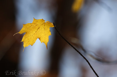 Sugar maple leaf