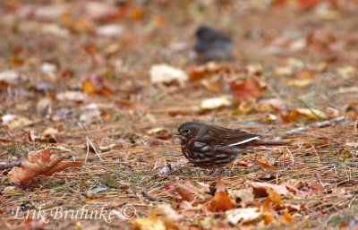 Fox Sparrow in my front yard (note the white primary)