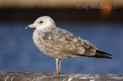 2nd-winter Herring Gull