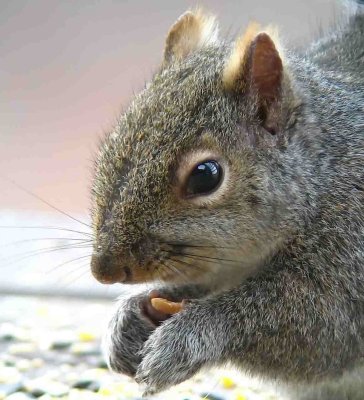 squirrel close up.jpg