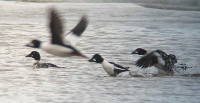 Waterfowl