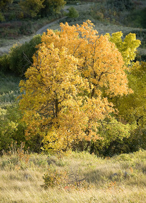 Autumn Brillliance