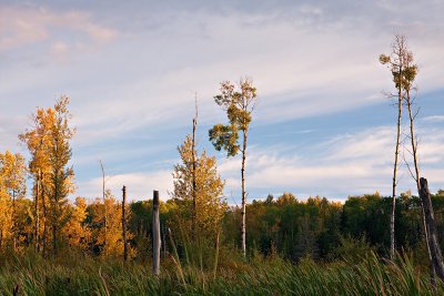 Marsh, Autumn Evening 1