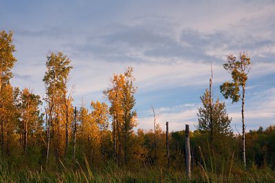 Marsh, Autumn Evening 2