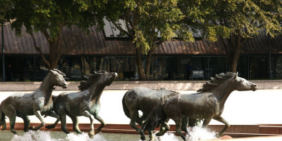 The Mustangs of Las Colinas, February 2008
