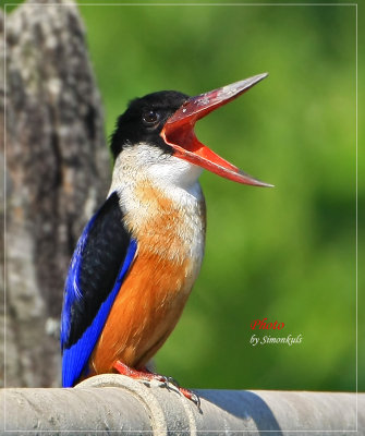 blackcapped_kingfisher