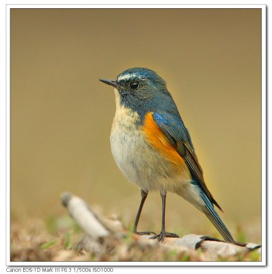 redflanked_bluetail_