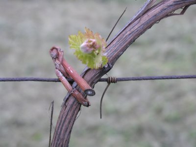 Tralcio di vite - Vineyard