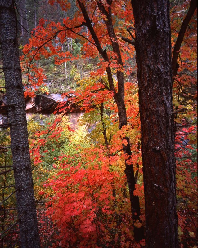 West Fork, Oak Creek Canyon