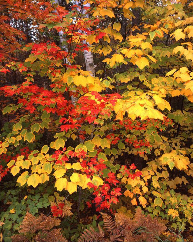 Baxter State Park, ME