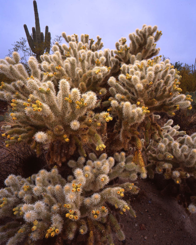 Saguaro Cactus National Park