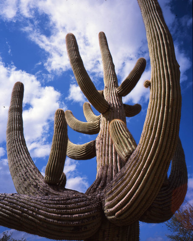 Ironwood Forest National Monument